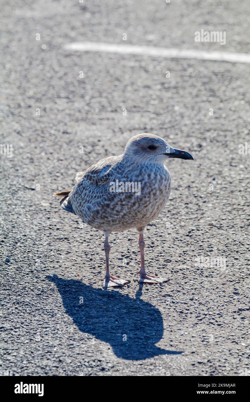 Jungmöwe mit Schatten Stockfoto