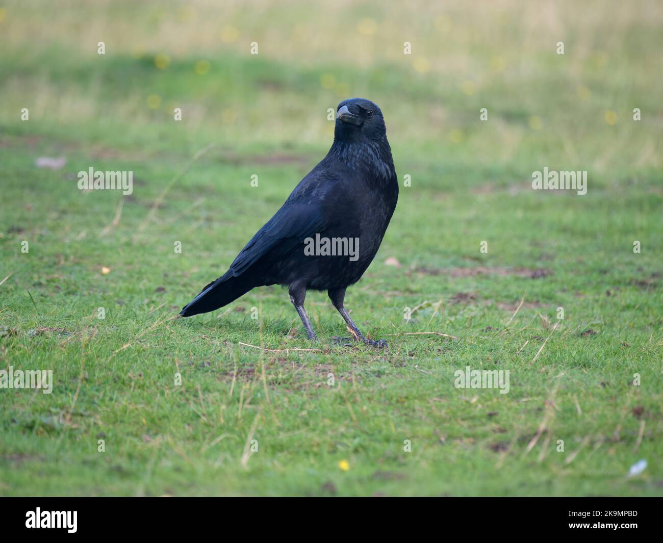 Aaskrähe, Corvus corone, Singlevögel auf Gras, Warwickshire, Oktober 2022 Stockfoto