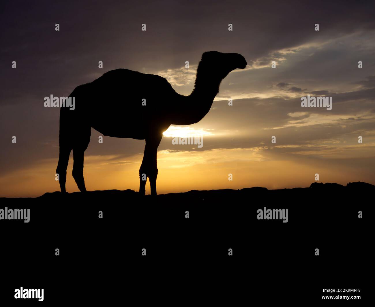 Dromedar oder arabisches Kamel, Camelus dromedarius, Einzelsäuger mit Hintergrundbeleuchtung, Jordanien, Oktober 2022 Stockfoto