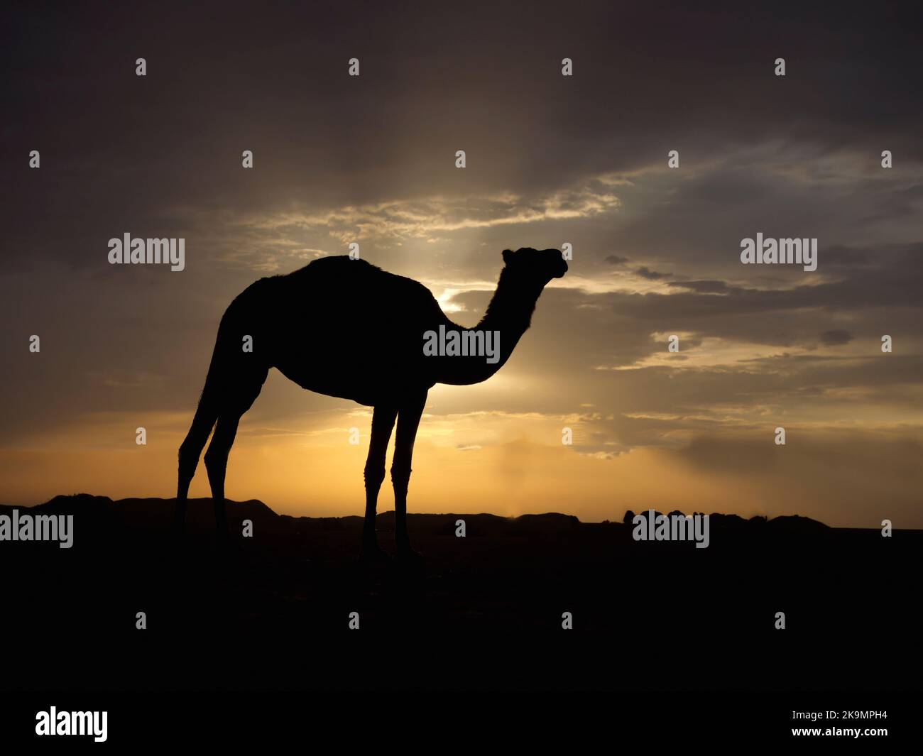 Dromedar oder arabisches Kamel, Camelus dromedarius, Einzelsäuger mit Hintergrundbeleuchtung, Jordanien, Oktober 2022 Stockfoto