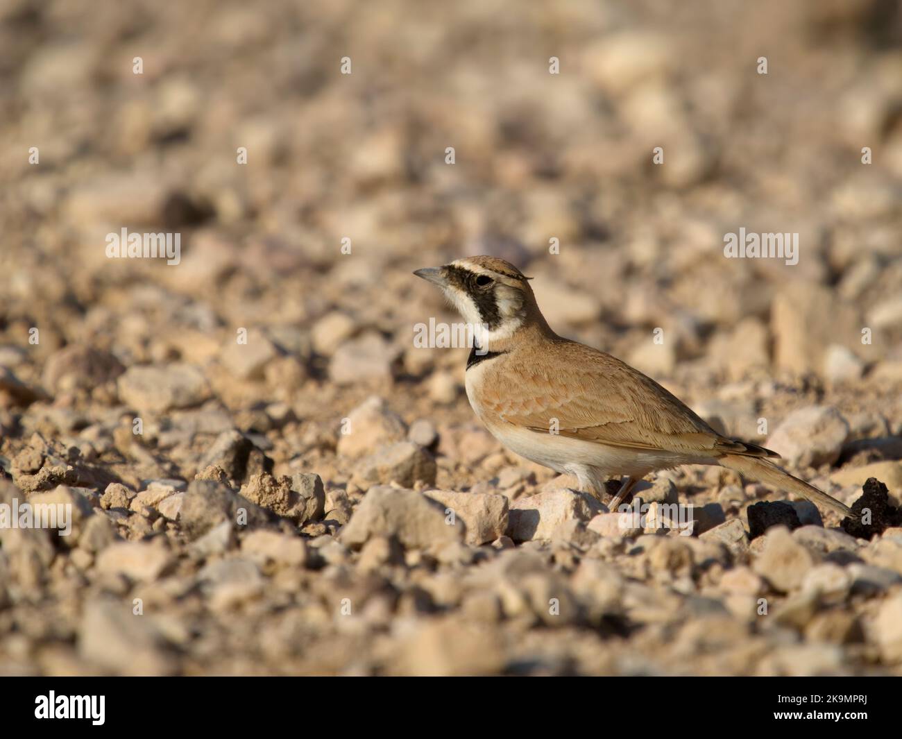 Temmincklerche, Eremophila bilopha, einzelner Vogel am Boden, Jordanien, Oktober 2022 Stockfoto