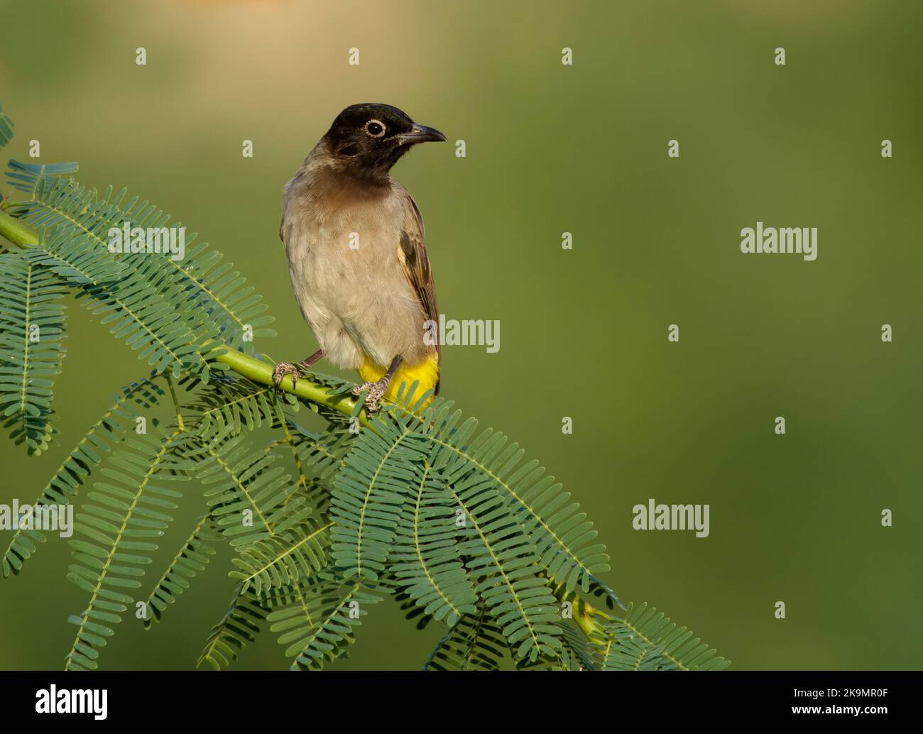 Gelb-belüfteter Bulbul, Pycnonotus goiavier, einzelner Vogel am Ast, Jordanien, Oktober 2022 Stockfoto