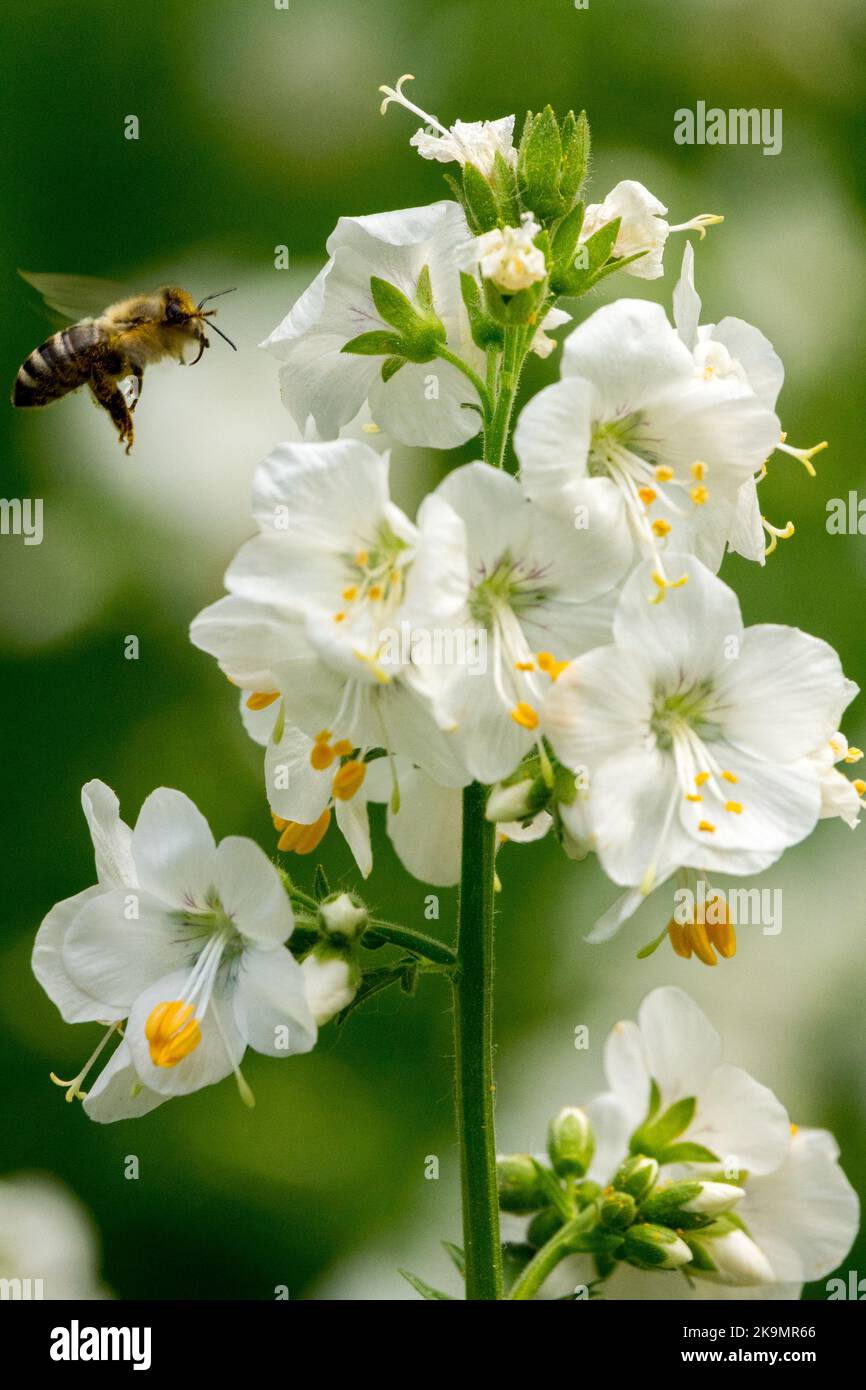 Europäischer Honig fliegt nach Polemonium caeruleum 'Album' Jacobs Ladder Stockfoto