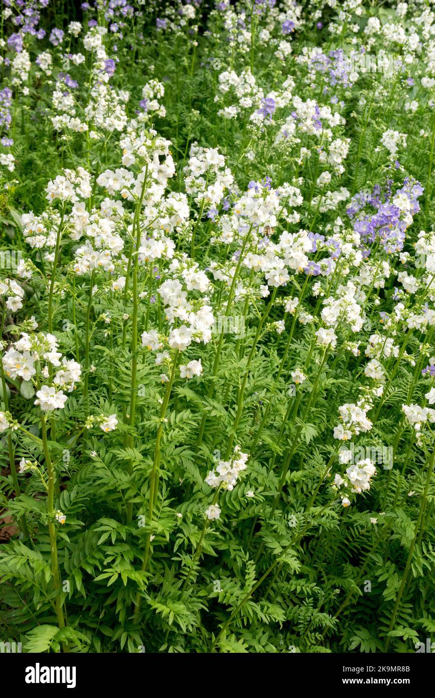 Jacobs Ladder, Polemonium caeruleum „Album“, Weiß, Blumen Stockfoto