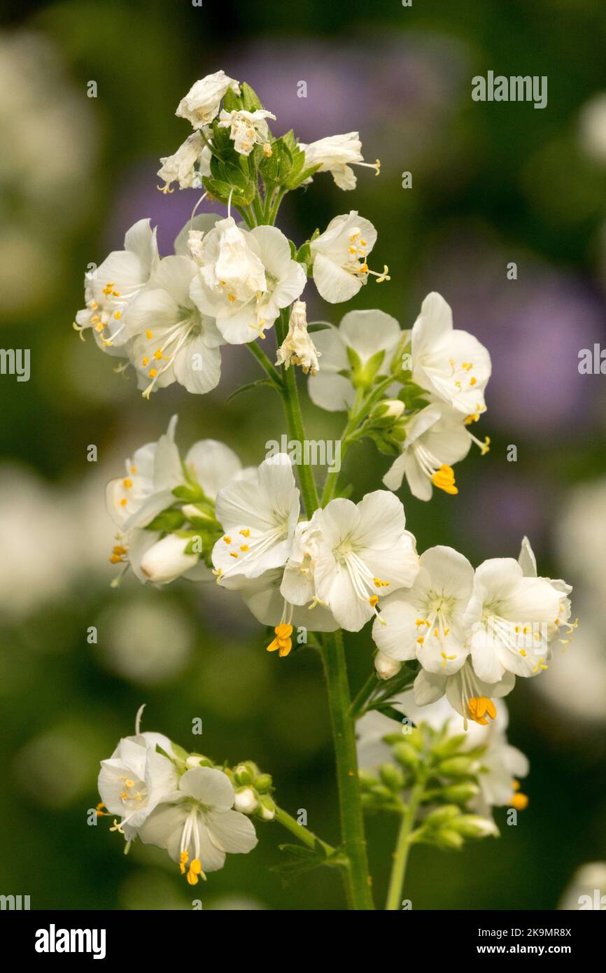 Jacobs Ladder, Polemonium caeruleum „Album“, Weiß, Blumen Stockfoto