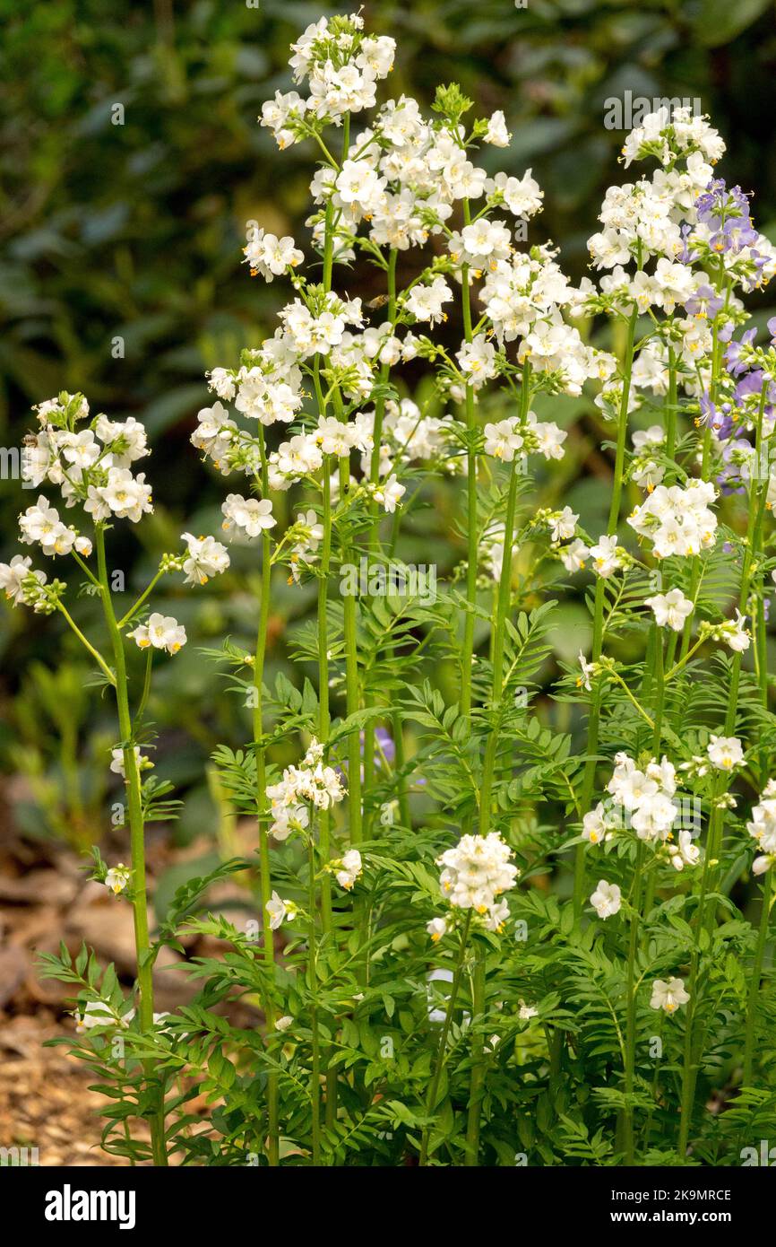 Jacobs Ladder, Polemonium caeruleum „Album“, Weiß, Blumen Stockfoto