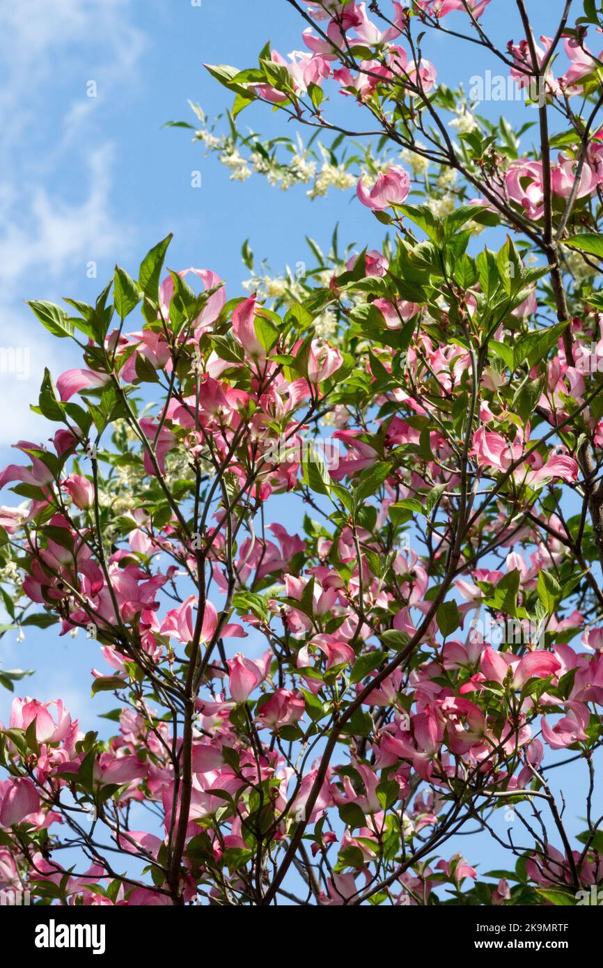 Blühendes Dogwood, Cornus florida Rubra, östlicher Dogwood, Blühend, Baum, Red, Cornus florida, Cornus Rubra, Dogwood Stockfoto