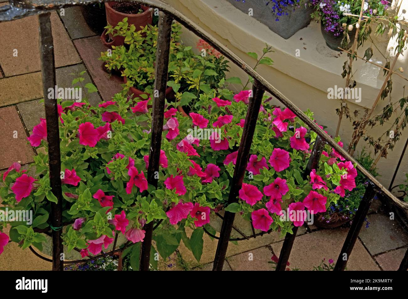 Petunien im kleinen Garten, Regency House, Brunswick Place, Hove/Brighton, Sussex, VEREINIGTES KÖNIGREICH Stockfoto