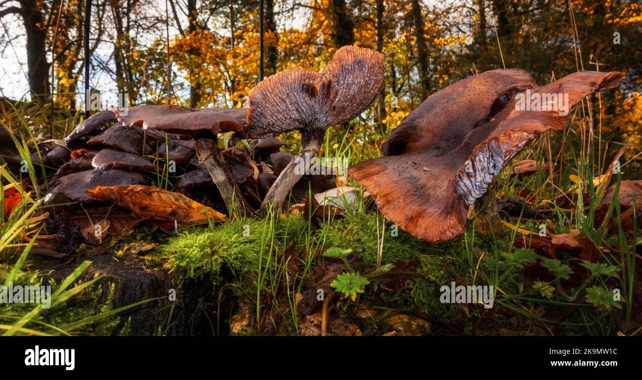 Spielzeiten in Großbritannien - 29. Oktober 2022: Ein Nahaufnahme einer Gruppe großer Pilze enthüllte ein gruseliges Gesicht, das mich am Halloween-Wochenende in Burley-in-Wharfedale anstarrte. West Yorkshire, Großbritannien. Quelle: Rebecca Cole/Alamy Live News Stockfoto