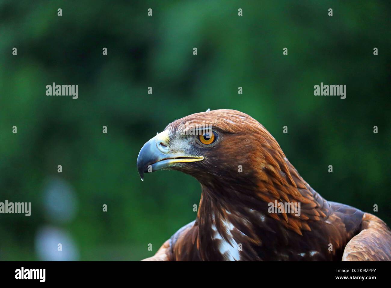 Kopfporträts des Goldenen Adlers. Aquila chrysaetos. Großer Greifvogel. Hauptsächlich in der nördlichen Hemisphäre. Verschwommener Hintergrund. Stockfoto