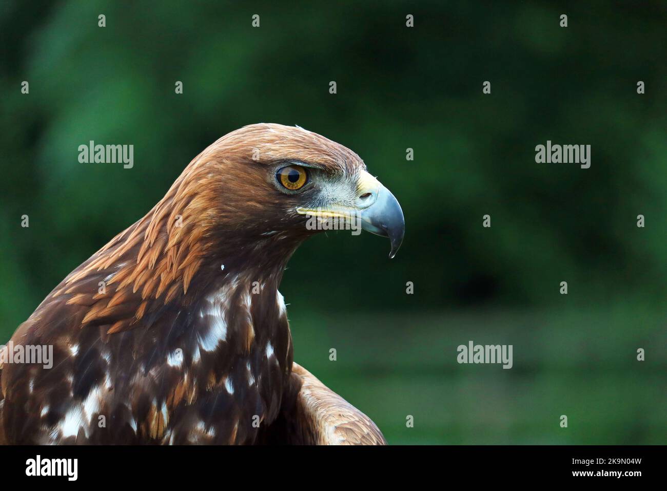 Kopfporträts des Goldenen Adlers. Aquila chrysaetos. Großer Greifvogel. Hauptsächlich in der nördlichen Hemisphäre. Verschwommener Hintergrund. Stockfoto