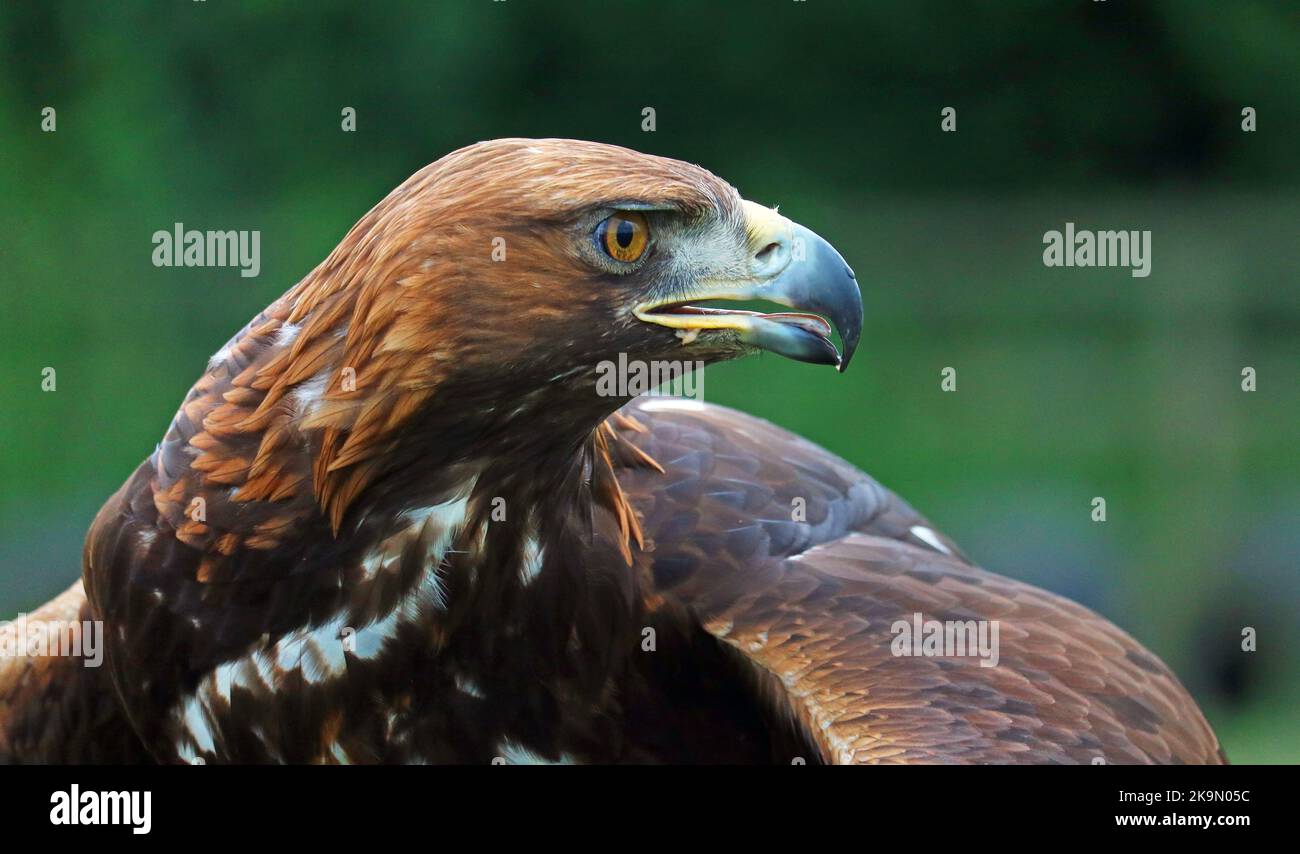 Kopfporträts des Goldenen Adlers. Aquila chrysaetos. Großer Greifvogel. Hauptsächlich in der nördlichen Hemisphäre. Verschwommener Hintergrund. Stockfoto