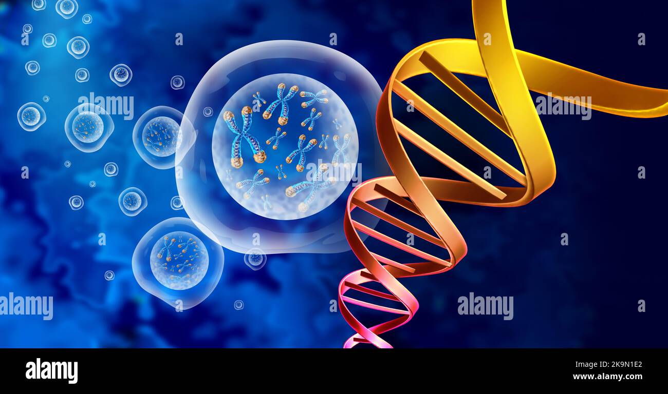 DNS-genetische Struktur und Chromosomenzellkern mit Telomer- und Doppelhelix-Konzept für eine menschliche Biologie x-Struktur, die Geninformationen enthält Stockfoto