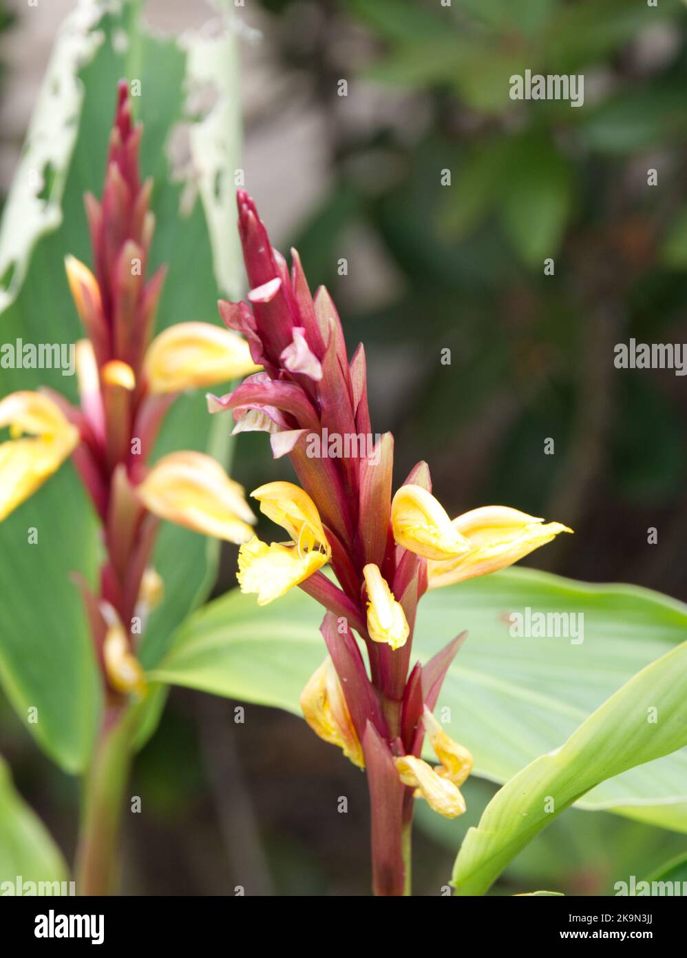 Sommerblüte Ingwerpflanze Cautleya spicata Crug Canary im britischen Garten Juli Stockfoto