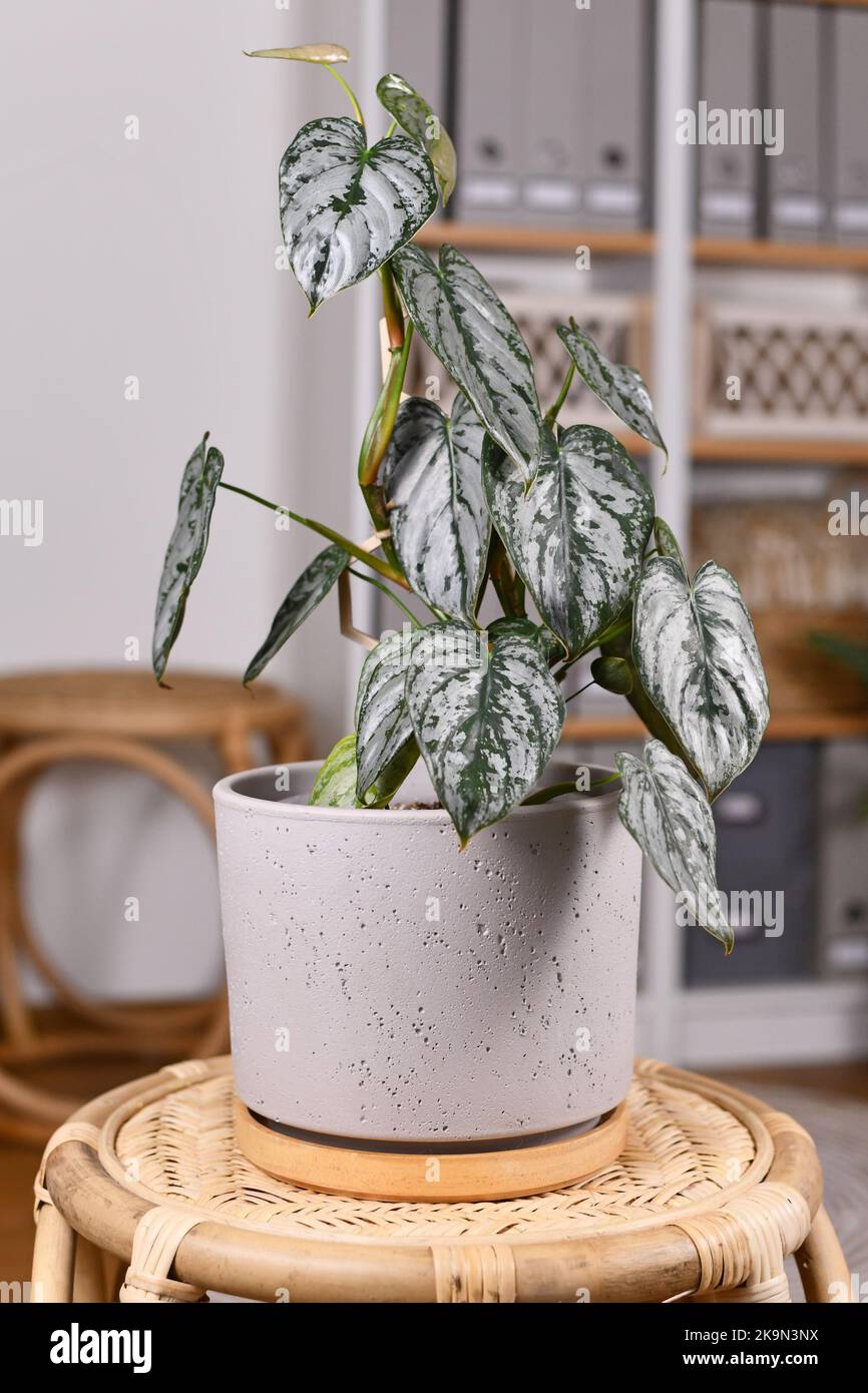 Tropische Zimmerpflanze „Philodendron Brandtianum“ mit silbernem Muster auf Blättern im Blumentopf auf dem Tisch im Wohnzimmer Stockfoto