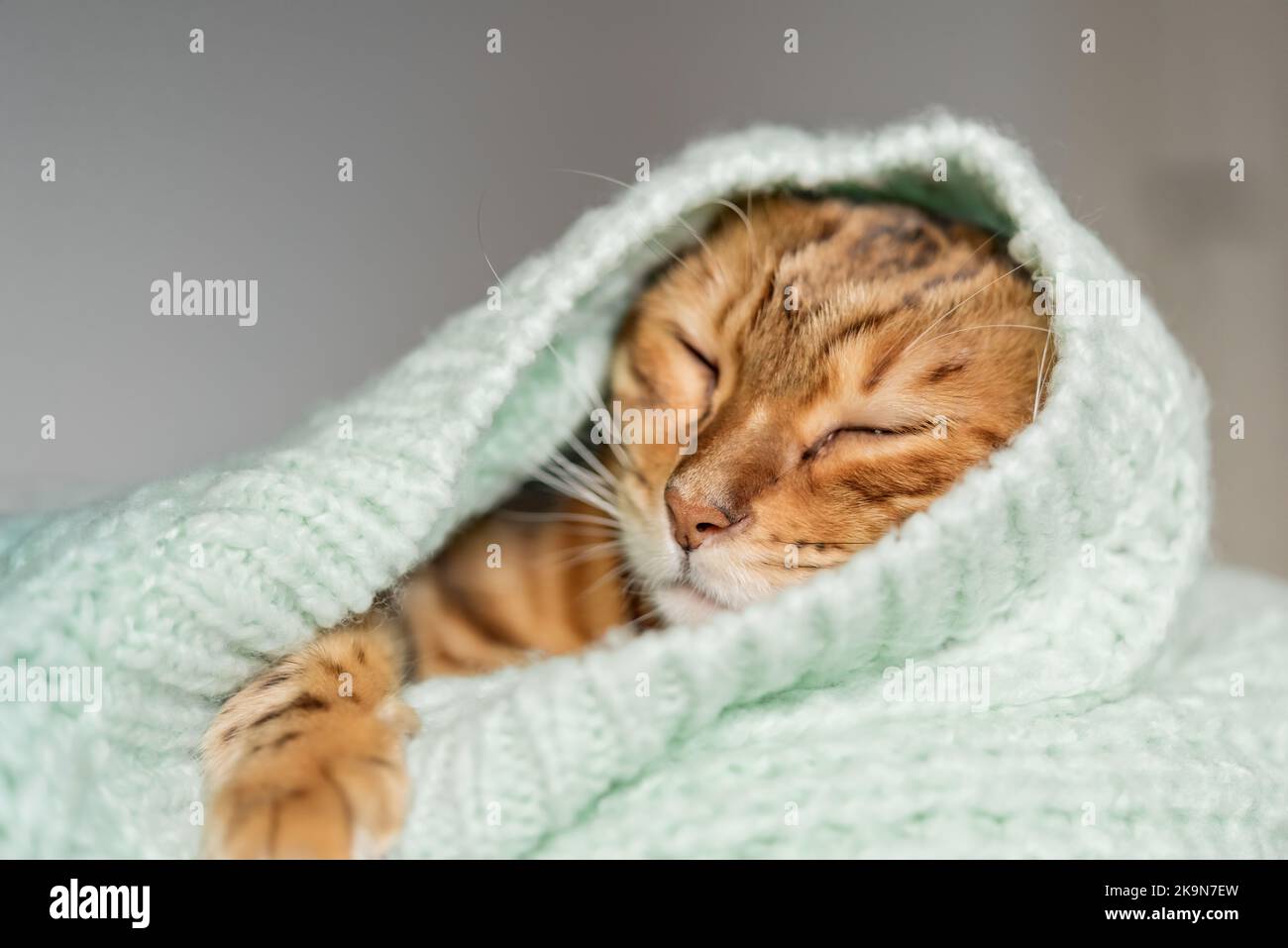 Bengalkatze ruht auf dem Bett, eingewickelt in einen Pullover im Zimmer. Stockfoto