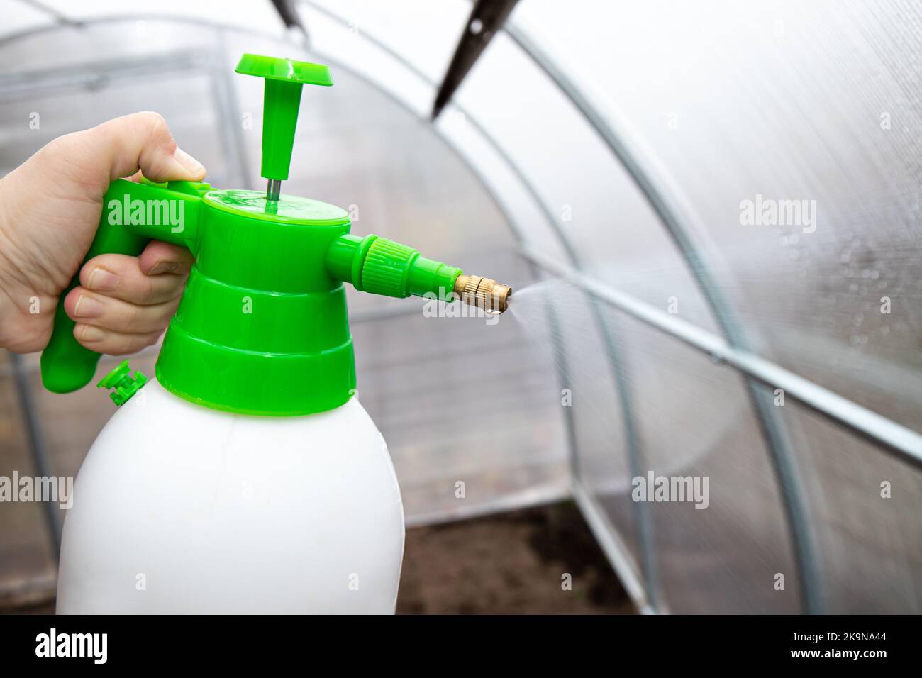 Reinigung des leeren Gewächshauses mit einer antibakteriellen Reinigungsflüssigkeit, Gärtner Hand sprühen es auf die Gewächshauswand zur Desinfektion. Gartenarbeit im Herbst. Stockfoto