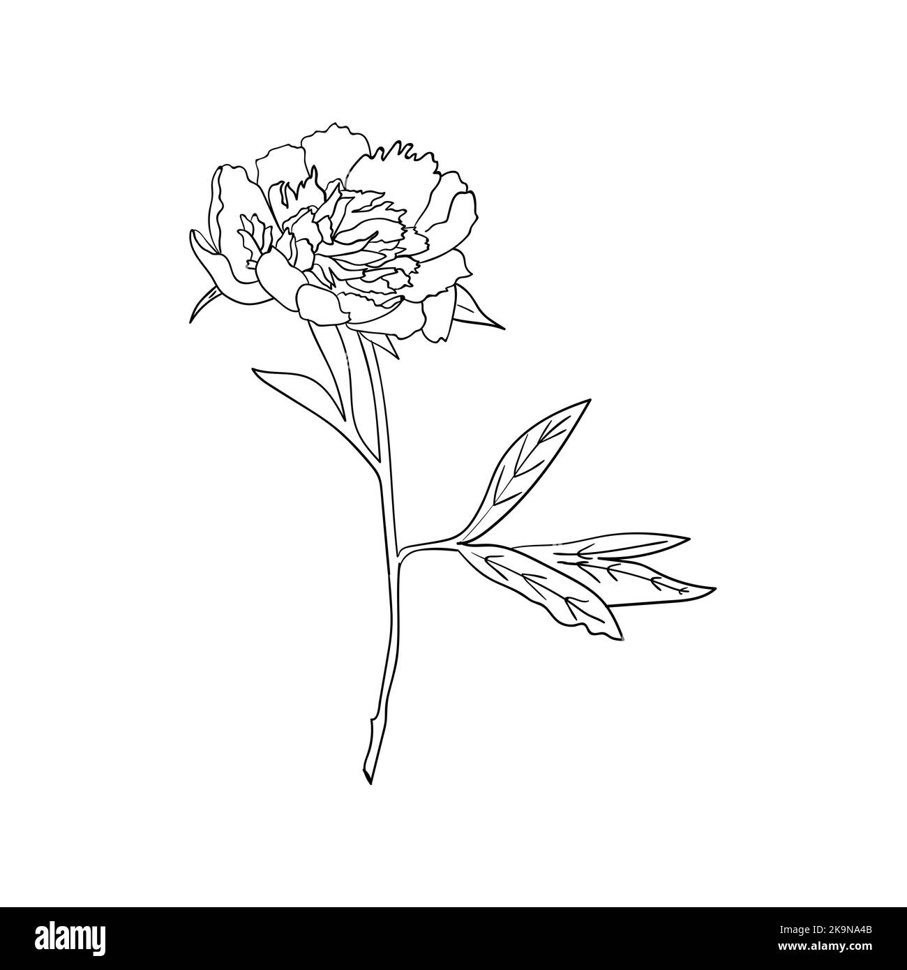 Vektor Pfingstrose Blume auf weißem Hintergrund. Botanisches Element für Design. Handgezeichnete Konturlinien. Stock Vektor