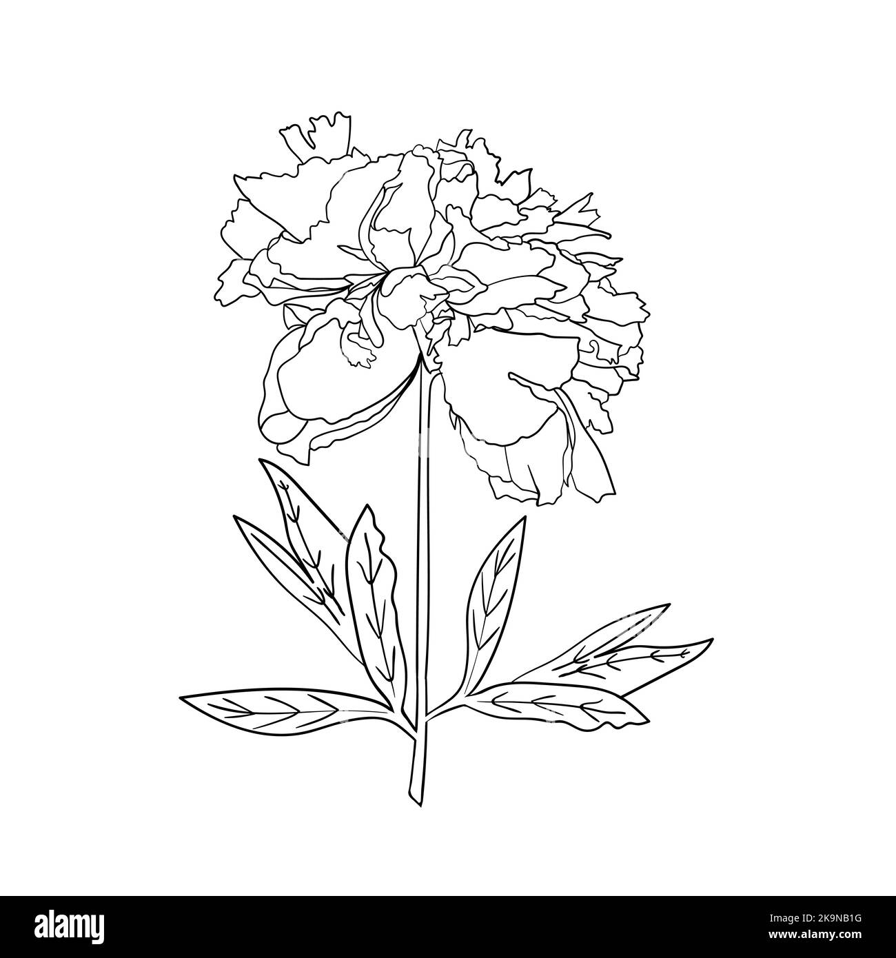 Vektor Pfingstrose Blume auf weißem Hintergrund. Botanisches Element für Design. Handgezeichnete Konturlinien. Stock Vektor