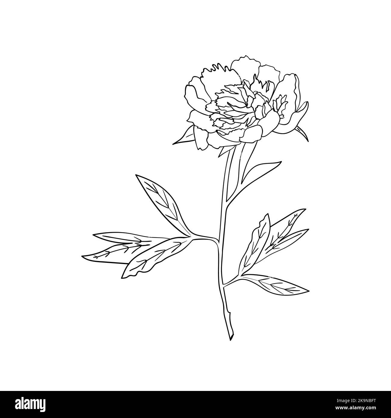 Vektor Pfingstrose Blume auf weißem Hintergrund. Botanisches Element für Design. Handgezeichnete Konturlinien. Stock Vektor