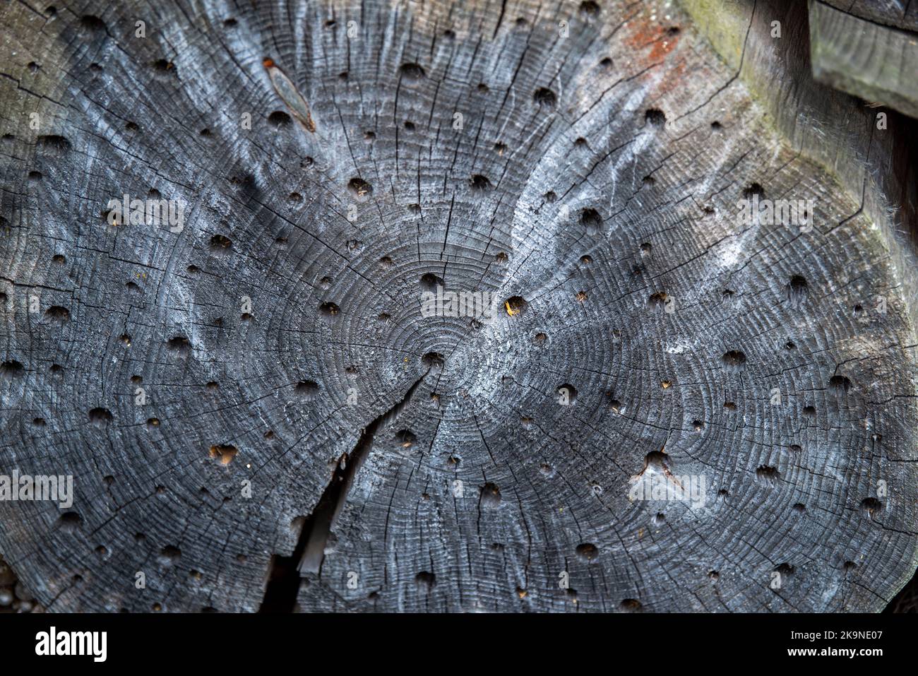 Insektenhaus, Löcher im Wald, in dem Insekten leben. Künstlich geschaffenes Haus für Insekten Stockfoto