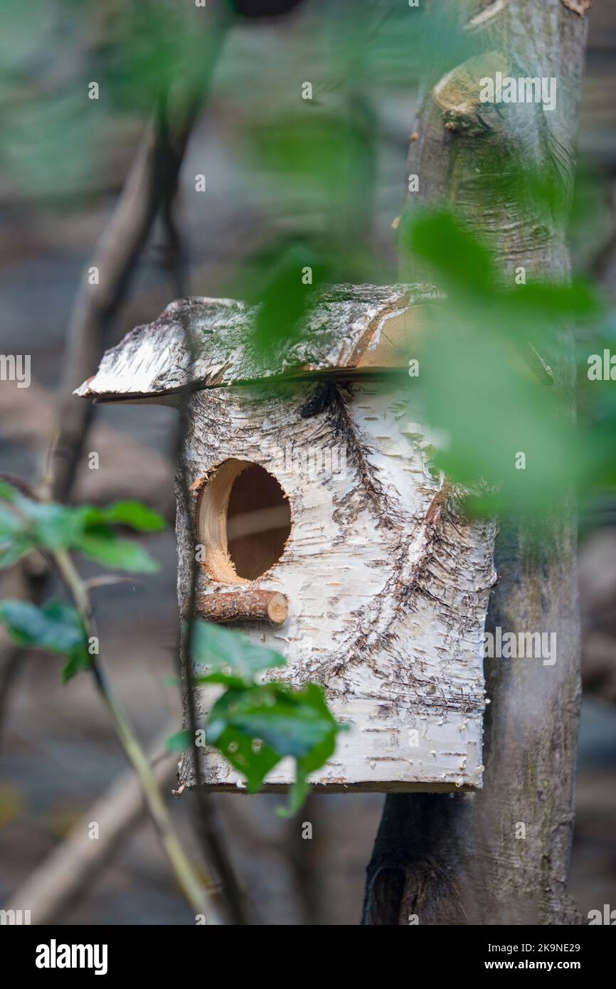 Ein altes Vogelhaus aus Holz auf einem Baum in einem Park. Ein einfaches Design eines Vogelhauses aus Birkenstämmen auf einem Baum Stockfoto