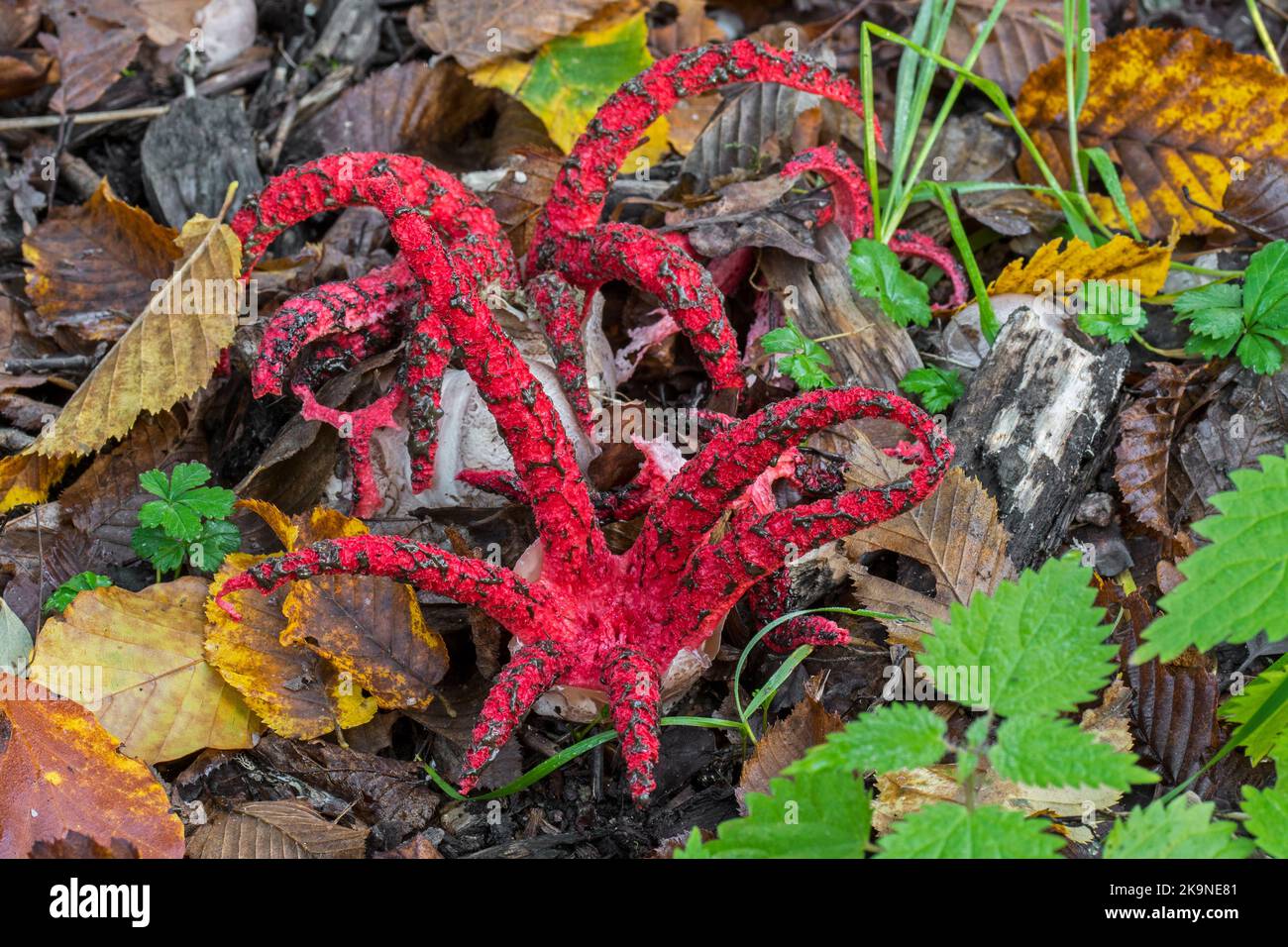 Krake Stinkhorn / Teufelsfinger (Clathrus archeri / Lysurus archeri) invasiver Pilz in Europa, aber endemisch in Afrika, Neuseeland und Australien Stockfoto