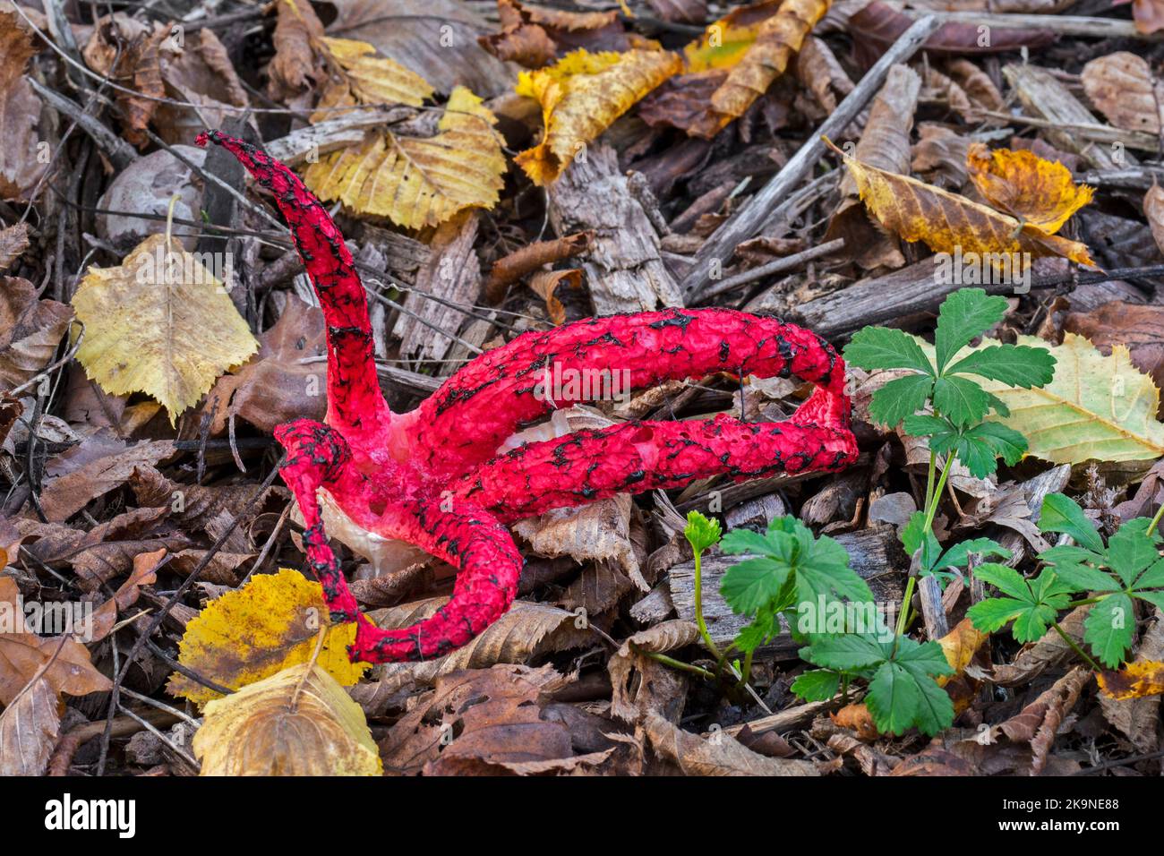 Krake Stinkhorn / Teufelsfinger (Clathrus archeri / Lysurus archeri) invasiver Pilz in Europa, aber endemisch in Afrika, Neuseeland und Australien Stockfoto