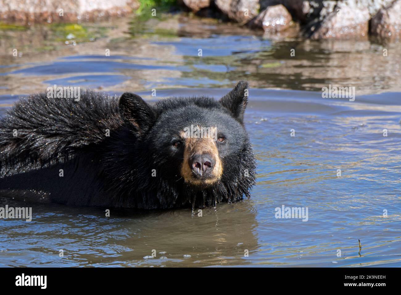 Amerikanischer Schwarzbär (Ursus americanus), der im Wasser des Teiches baden muss Stockfoto