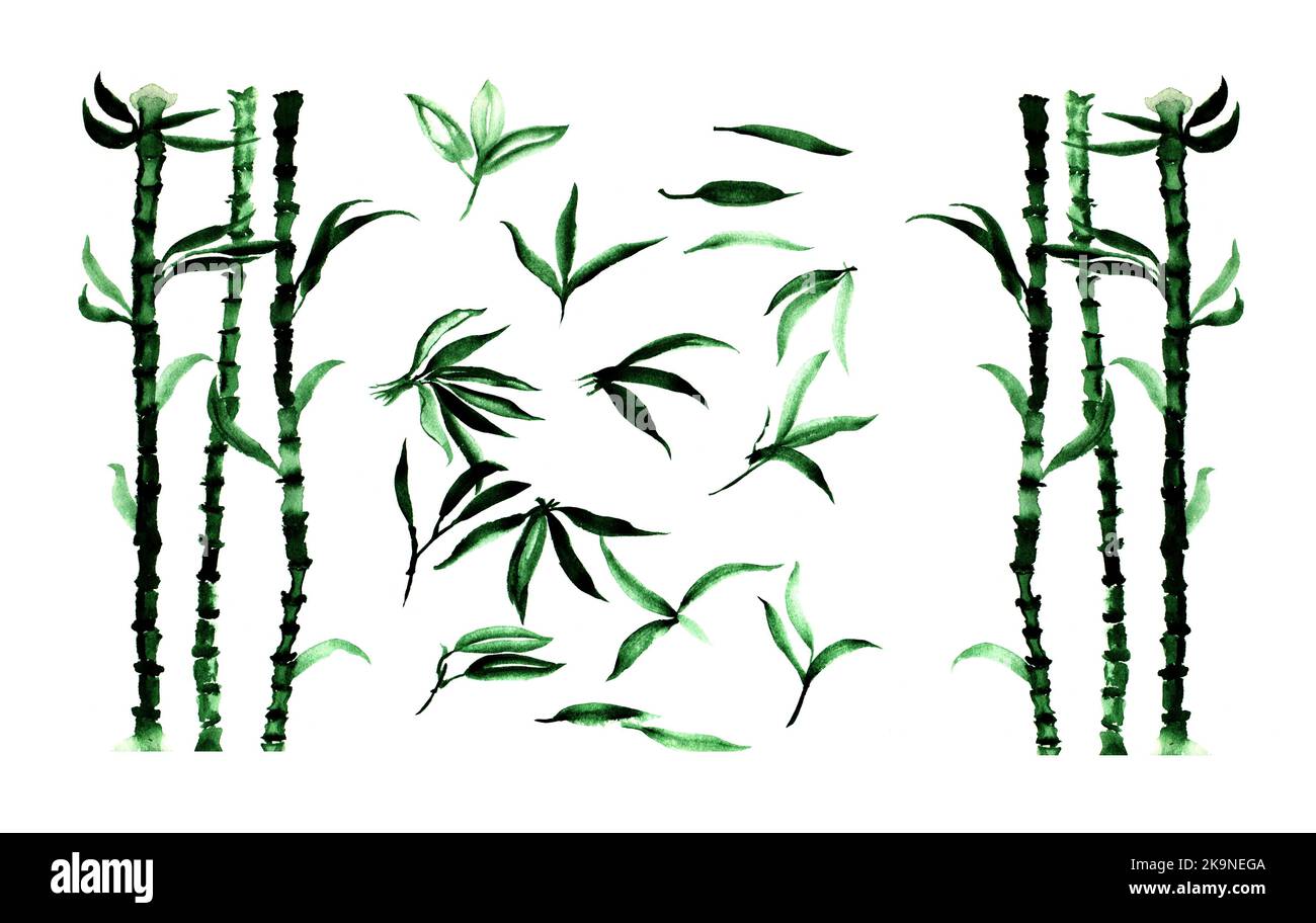 Handbemalte Aquarell-Illustration von Bambusblättern und Pflanzen Stockfoto