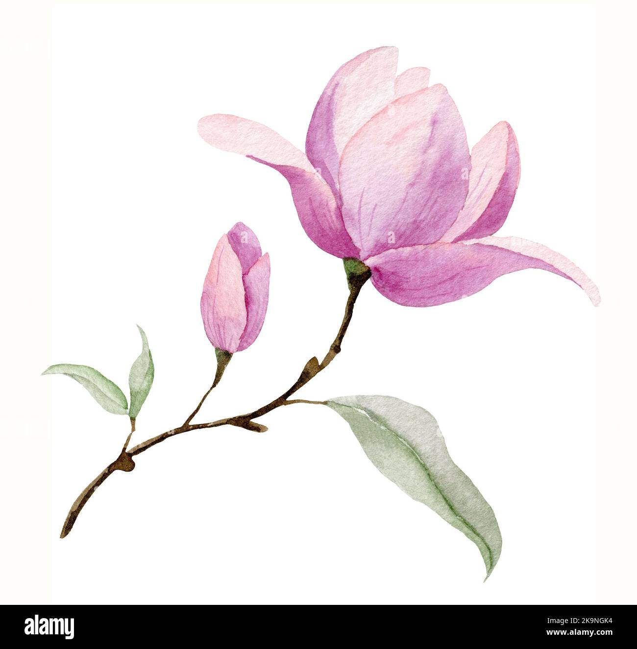 Aquarell rosa Blume auf weißem isolierten Hintergrund. Handbemalter blühender Magnolienzweig mit grünen Blättern. Lila Rose für Ikone oder Einladungen Stockfoto