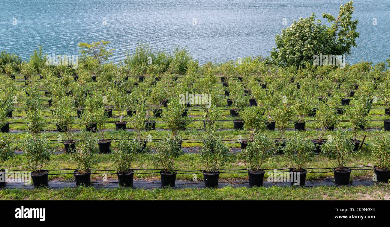 Honeyberry Nursery ( Lonicera caerulea) in der Nähe des Sees Cavedine - Trentino-Südtirol - Norditalien - Europa - Nursery Outdoor Stockfoto