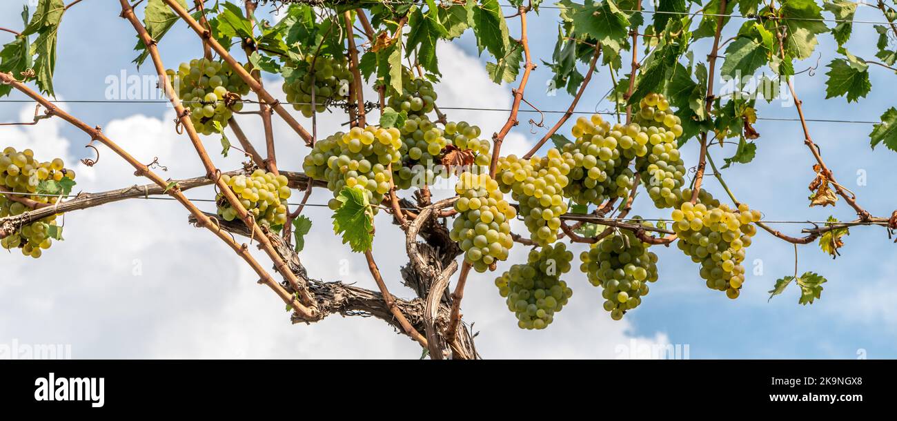 Nosiola Rebsorte. Nosiola ist eine weiße italienische Weinrebe, die in der Region Trentino nördlich des Gardasees - Norditalien - angebaut wird Stockfoto