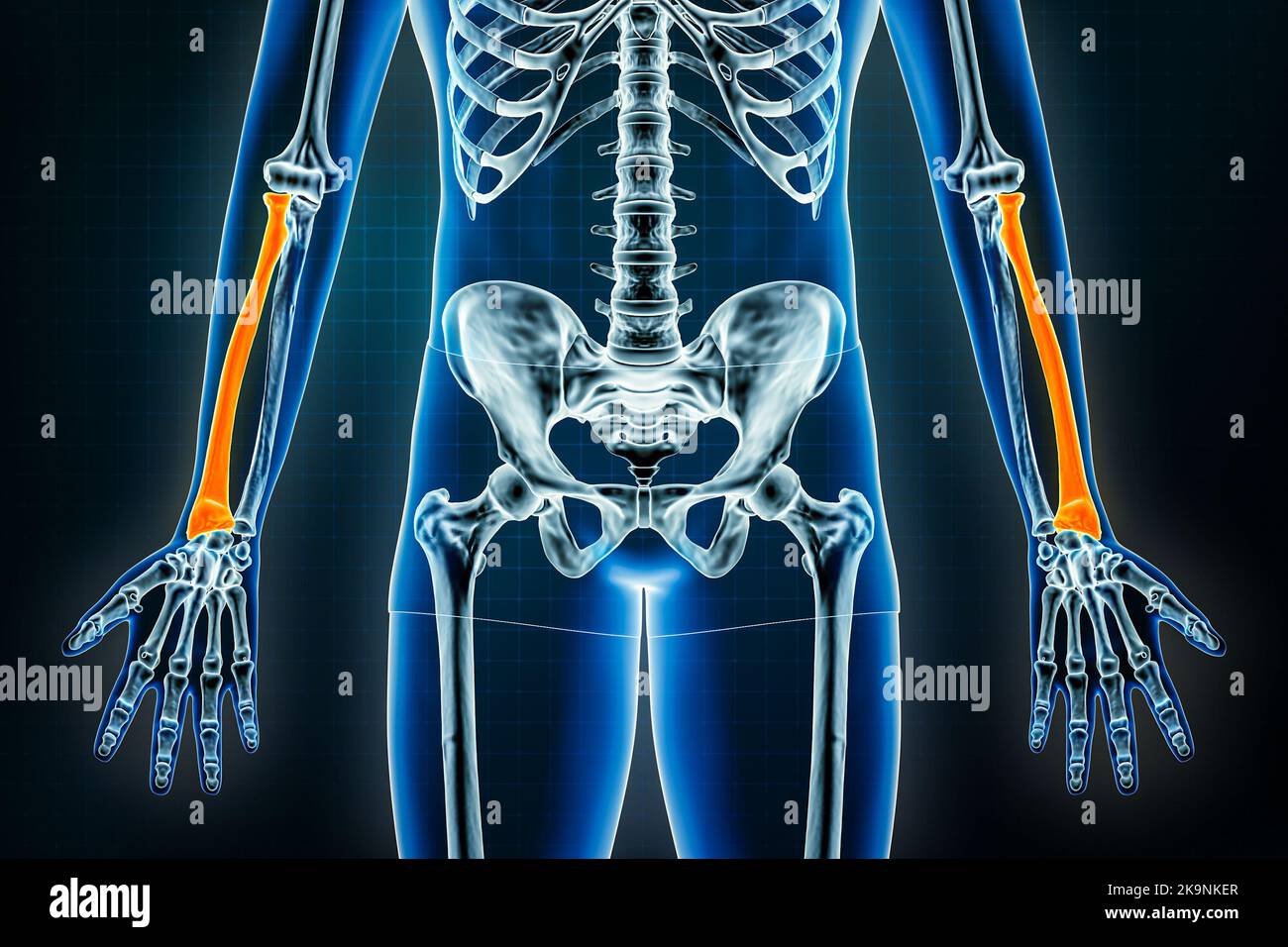 Radiale oder radiale Röntgenaufnahme des Knochens vorne oder anteriorer Ansicht. Osteologie des menschlichen Skeletts, Arm- oder Unterarmknochen 3D Darstellung. Anatomie, medizinisch, Stockfoto