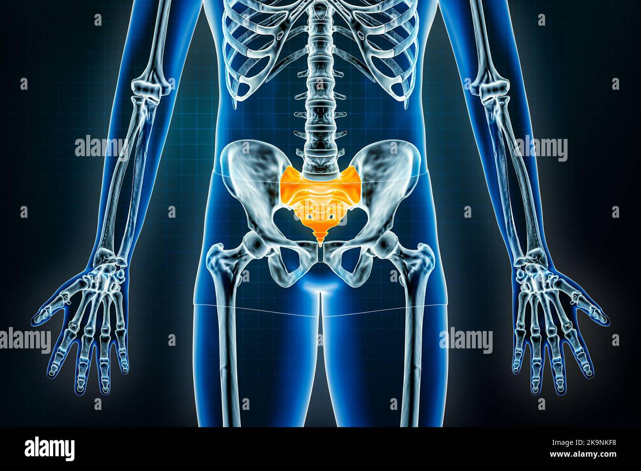 Kreuzbein- und Steißbein-Röntgenaufnahme – Vorderansicht oder Vorderansicht. Osteologie des menschlichen Skeletts, des Beckengürtels oder der Hüftknochen 3D Darstellung. Anatomie, Medica Stockfoto