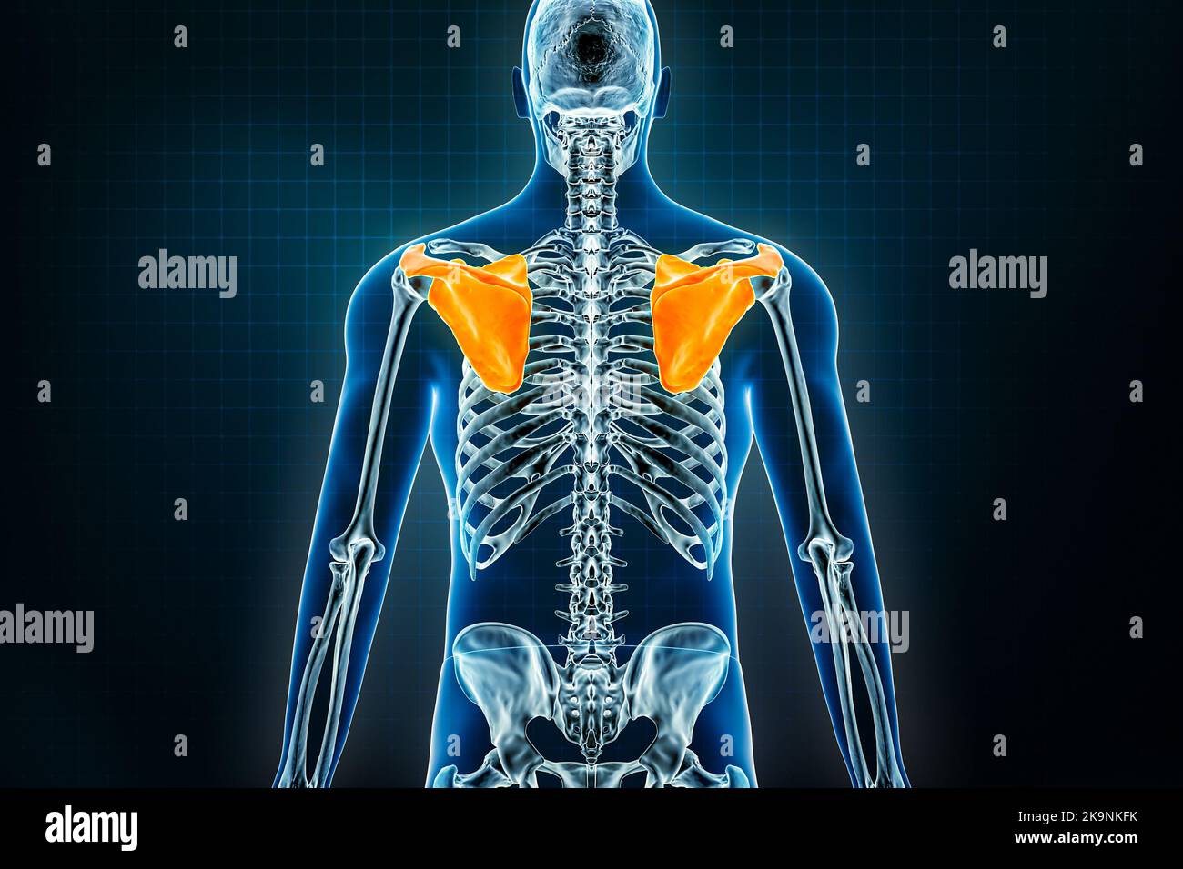 Scapula Knochen oder Schulterblätter Röntgen posterior Ansicht. Osteologie des menschlichen Skeletts 3D Rendering Illustration. Anatomie, Medizin, Wissenschaft, Biologie, h Stockfoto