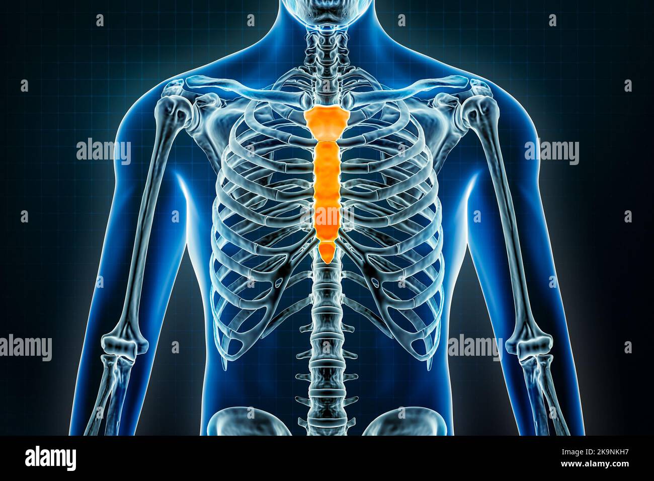 Röntgen von Brustbein- oder Brustbein- und Manubriumknochen. Osteologie des menschlichen Skeletts 3D Rendering Illustration. Anatomie, Medizin, Wissenschaft, Biologie, Gesundheit Stockfoto
