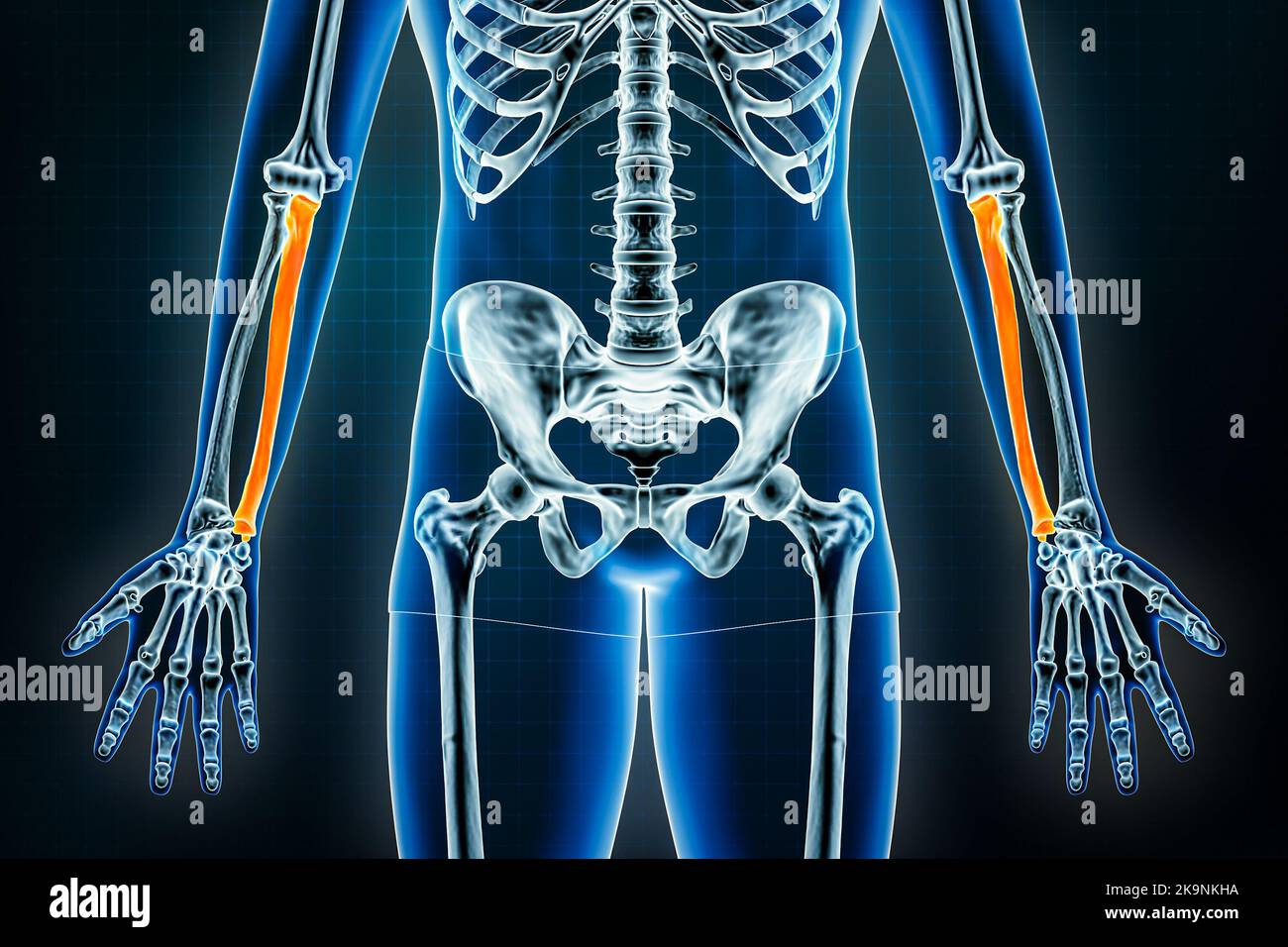 Ulna-Röntgenaufnahme – Vorderansicht oder Vorderansicht. Osteologie des menschlichen Skeletts, des Armes oder der Knochen der oberen Extremitäten 3D Darstellung. Anatomie, Medizin, Wissenschaft, biol Stockfoto