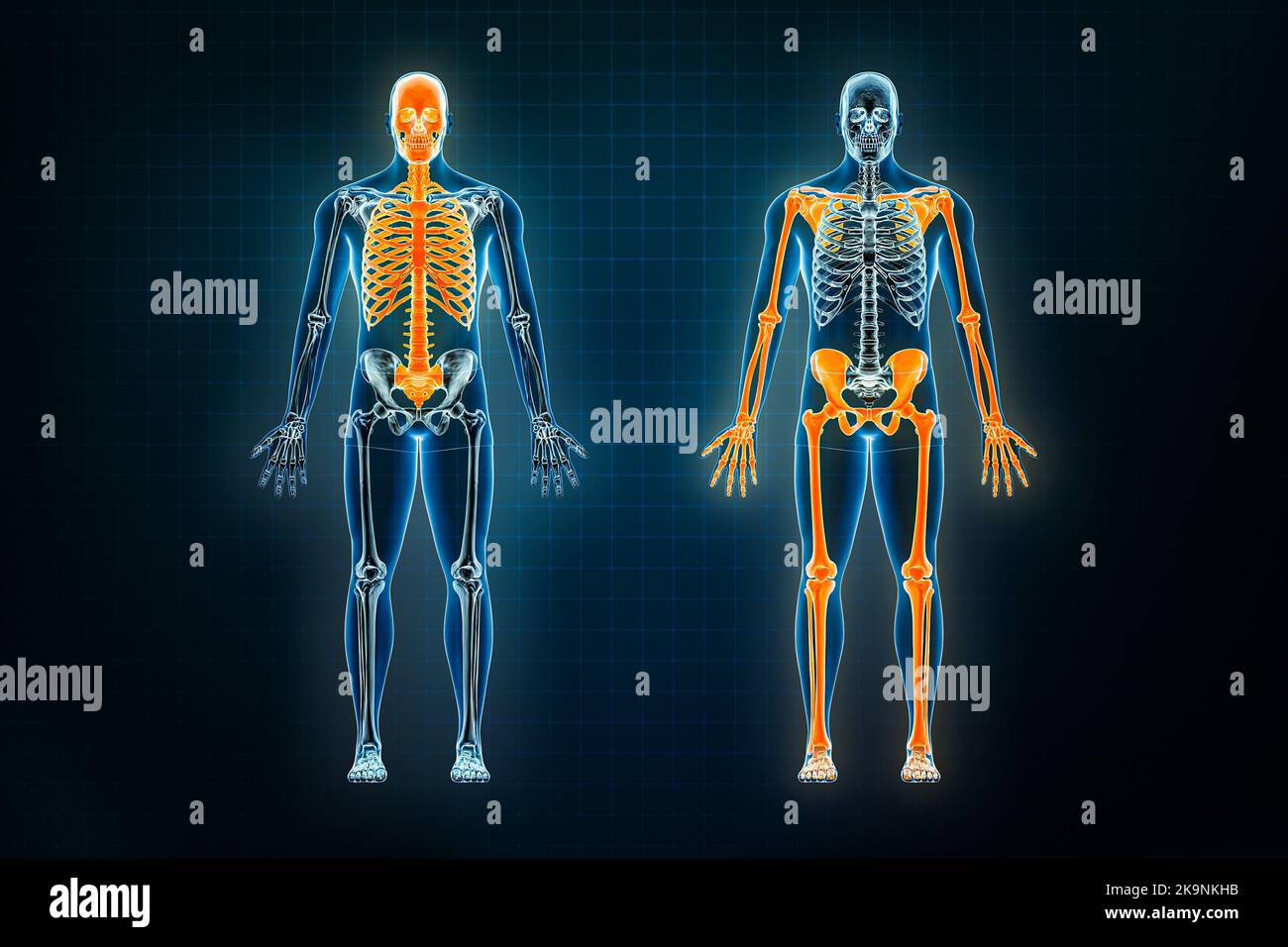 Axiale und anteriore Röntgenaufnahme des Skelettsystems des Appendikulären Systems. Osteologie des menschlichen Skeletts 3D Rendering Illustration. Anatomie, Medizin, Wissenschaft Stockfoto