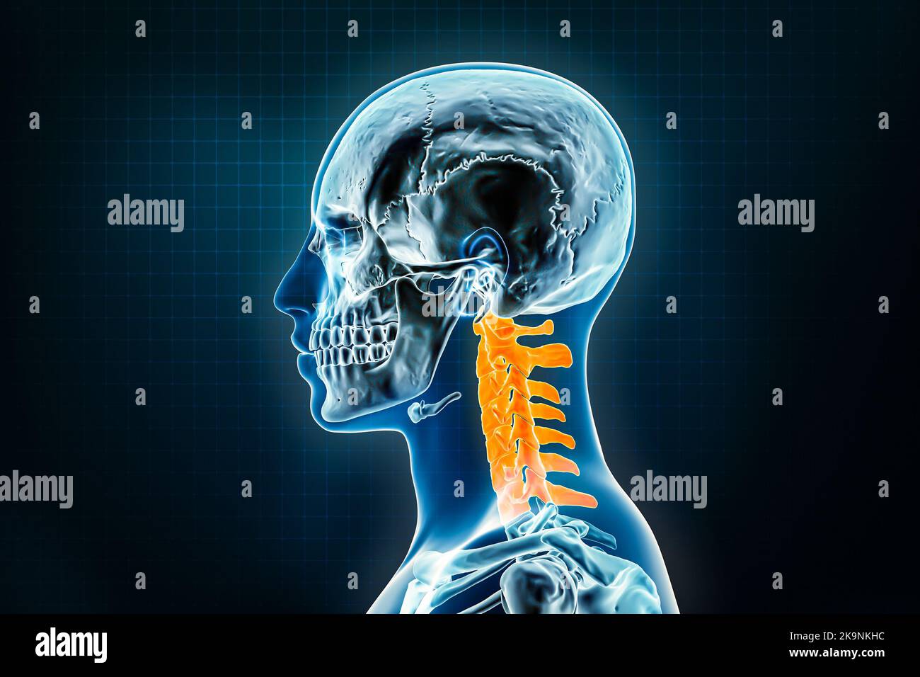 Röntgenaufnahme der Halswirbel in lateraler oder Profilansicht. Osteologie des menschlichen Skeletts, Darstellung der Wirbelsäule 3D. Anatomie, Medizin, Wissenschaft, Biologie Stockfoto