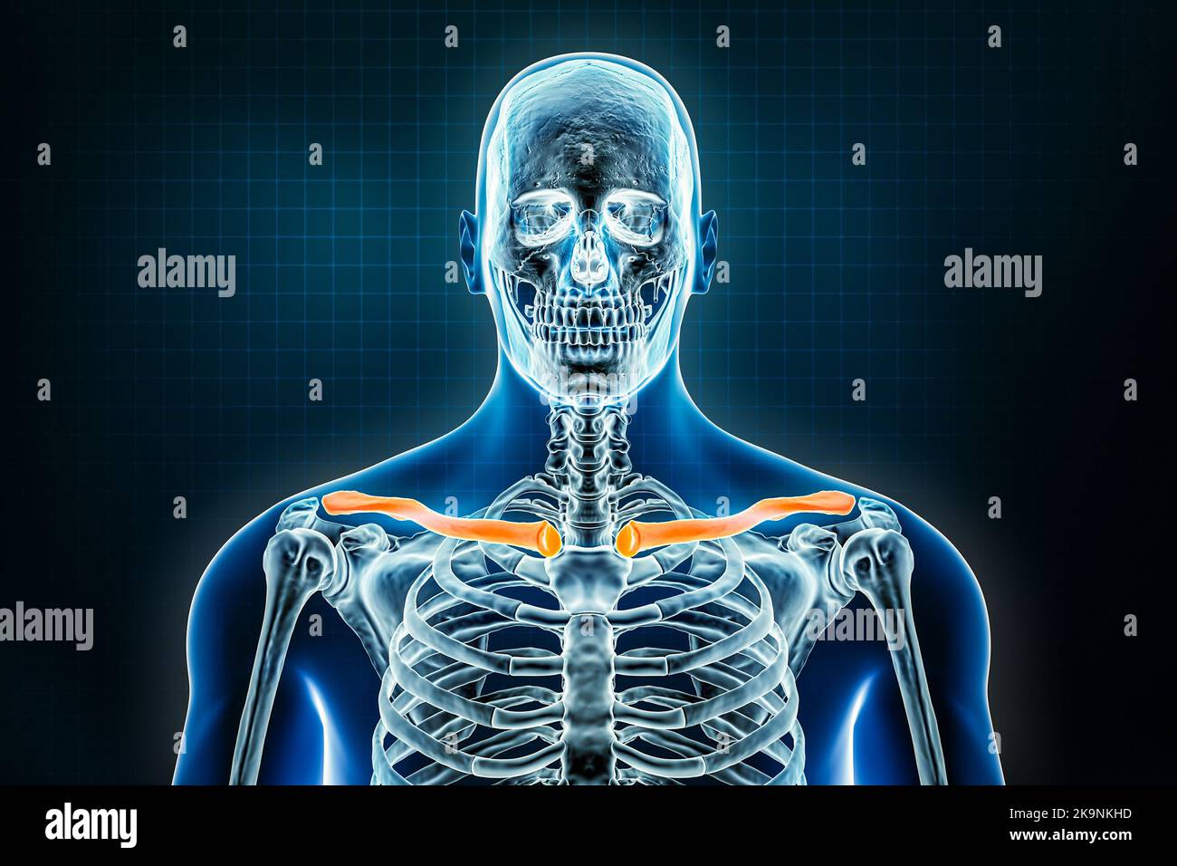 Röntgenaufnahme des Schlüsselbeins oder Halsbeins vorne oder anteriorer Ansicht. Osteologie des menschlichen Skeletts, Knochen der oberen Extremitäten 3D Darstellung. Anatomie, Medizin, s Stockfoto