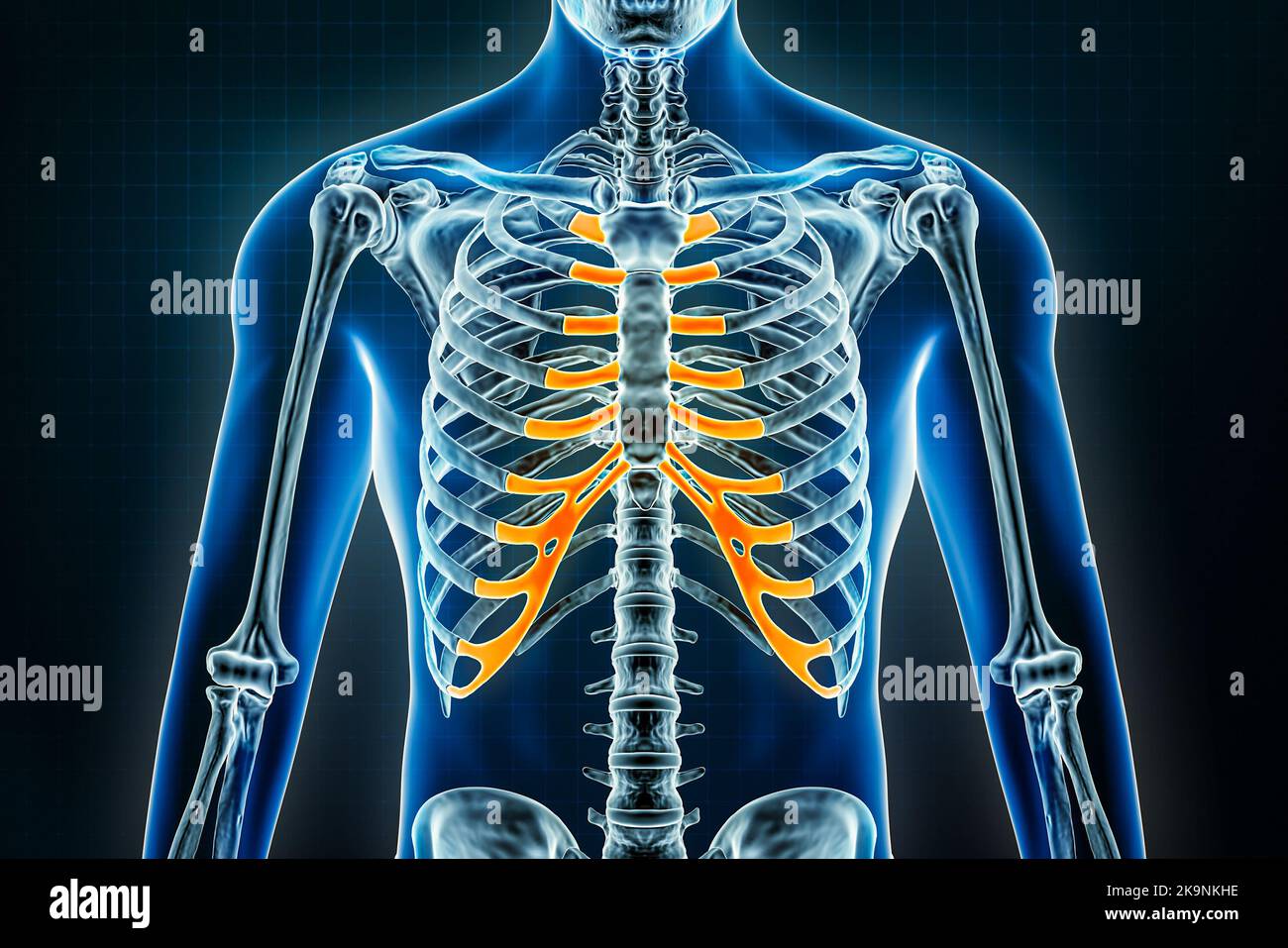 Röntgenaufnahme des Costalknorpels. Osteologie des menschlichen Skeletts oder der Knochen 3D Darstellung. Anatomie, Medizin, Wissenschaft, Biologie, Gesundheitskonzepte. Stockfoto