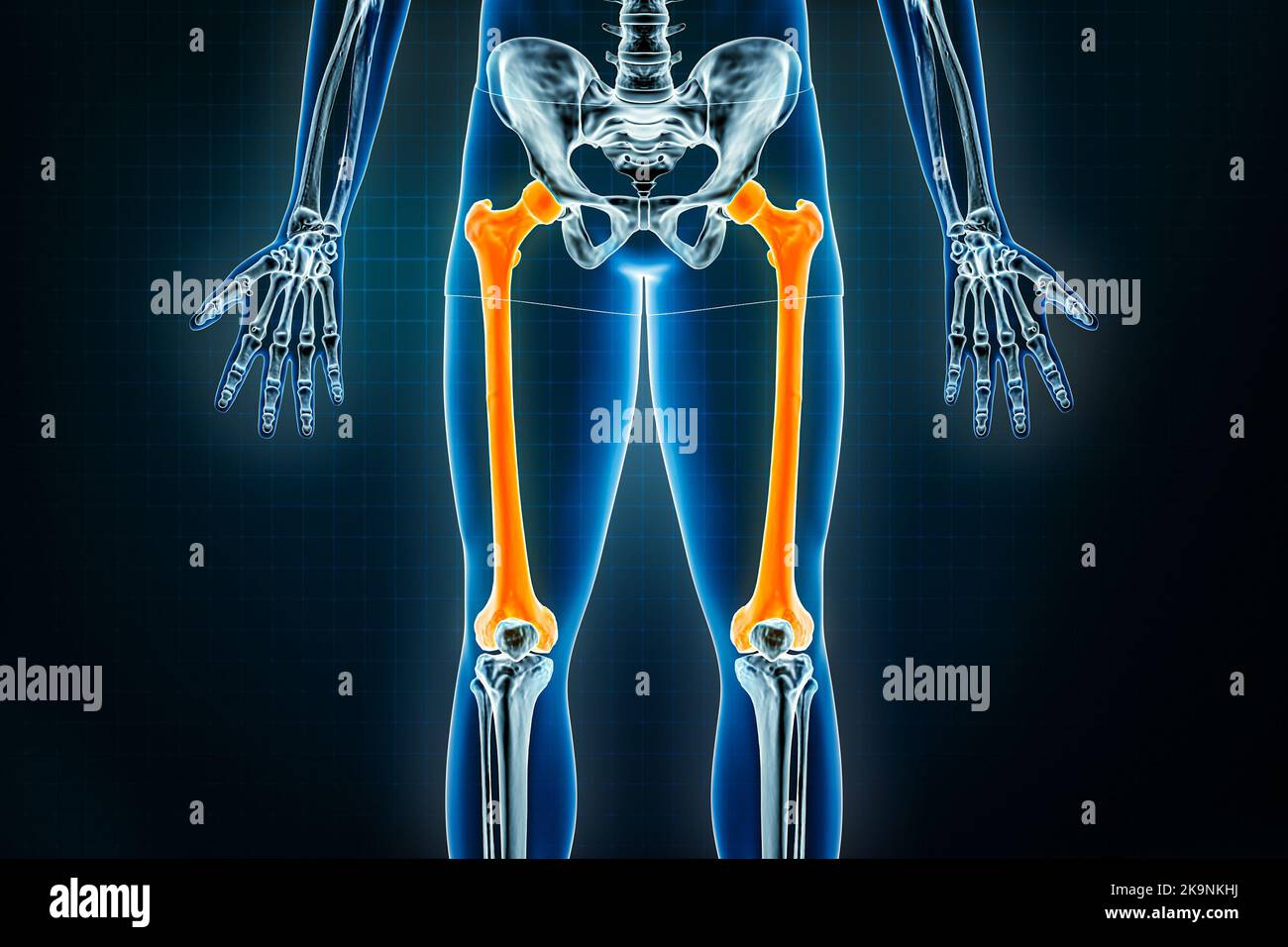 Femur- oder Oberschenkelknochen-Röntgenaufnahme vorne oder anteriorer Ansicht. Osteologie des menschlichen Skeletts, Bein- oder Unterschenkelknochen 3D Darstellung. Anatomie, medizinisch Stockfoto
