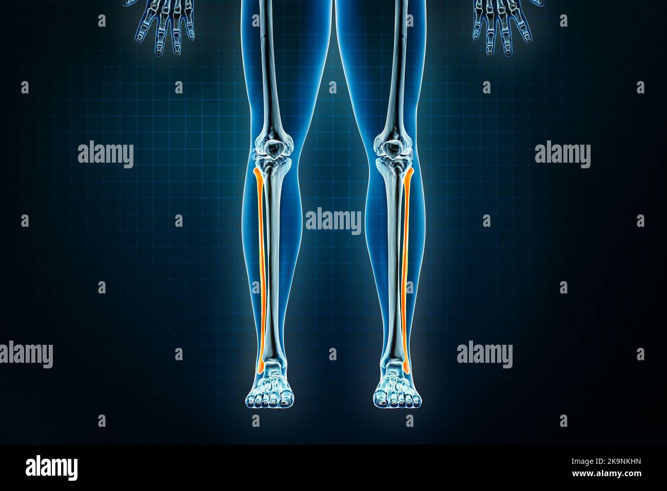 Vorderansicht oder Vorderansicht des Fibelknochens. Osteologie des menschlichen Skeletts, Bein- oder Unterschenkelknochen 3D Darstellung. Anatomie, Medizin, Scienc Stockfoto