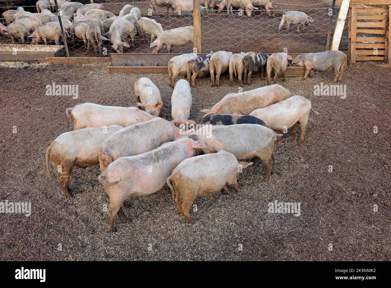 Schweine füttern in Füttern auf einer ländlichen Schweinezucht im ländlichen Namibia Stockfoto