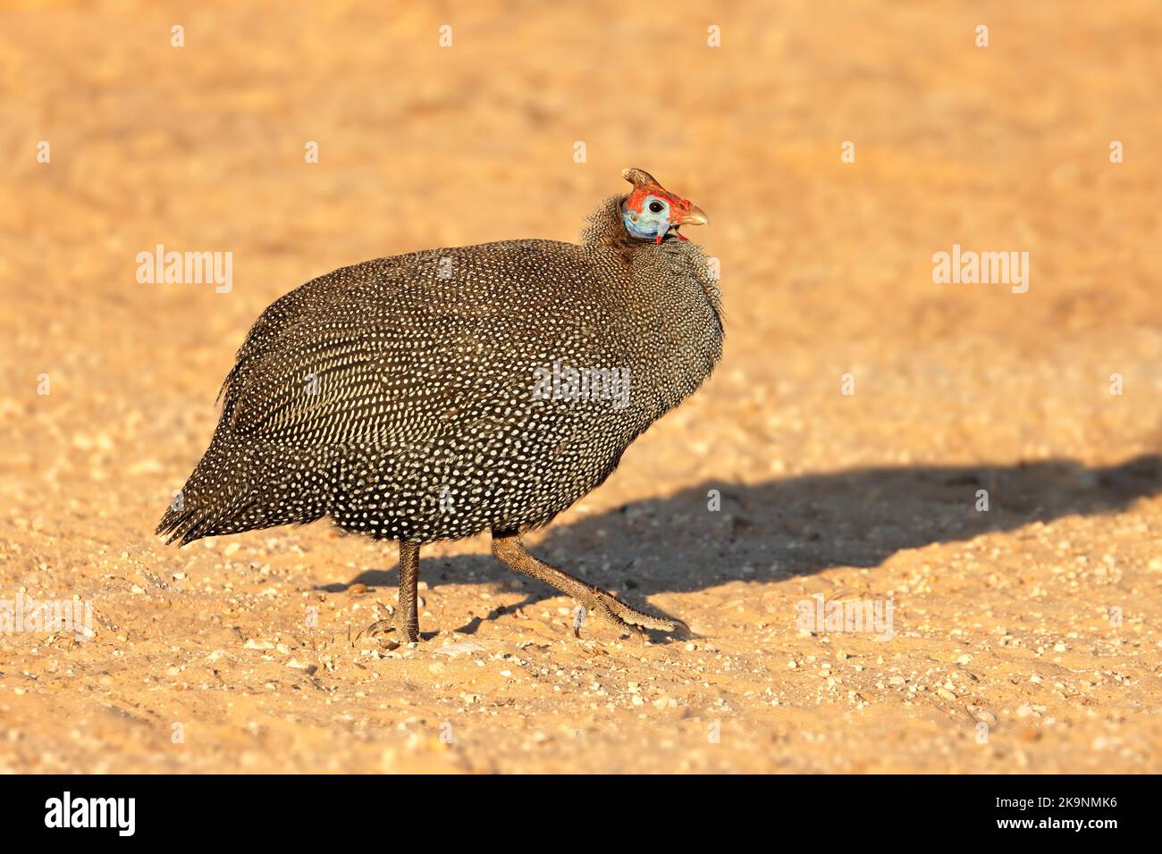 Eine alert helmeted guineafowl (Numida meleagris), Südafrika Stockfoto