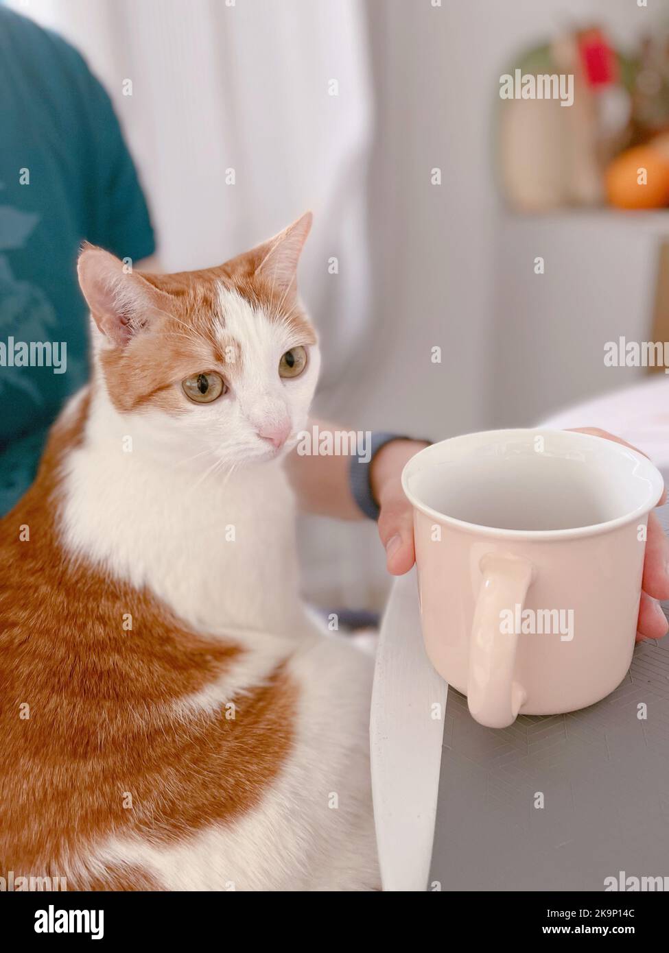 Tisch mit einer Tasse Heißgetränk und Katze in der Nähe. Entzückendes ginger-weißes Kätzchen, das auf den Knien des Mannes sitzt, während es in einer Küche Tee trinkt. Hochwertige vertikale Fotos Stockfoto