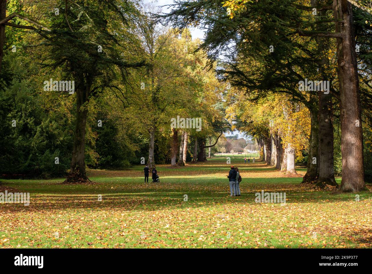 Herbstfarben im Westonburt National Arboretum in Gloucestershire, Großbritannien Stockfoto