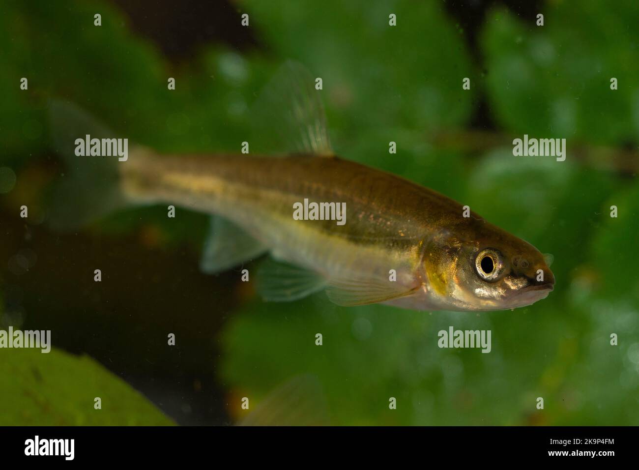 Eurasischer Zwerchfisch (Phoxinus phoxinus). Stockfoto