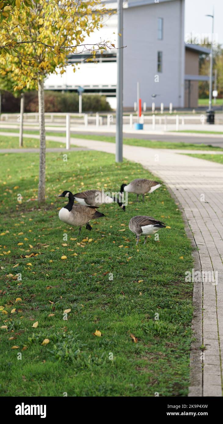 Enten an der University of Warwick Stockfoto